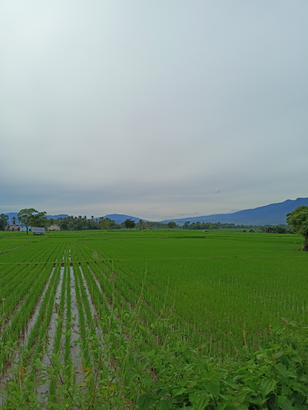 Salah satu sawah yang terdapat di gampong Teureubeh